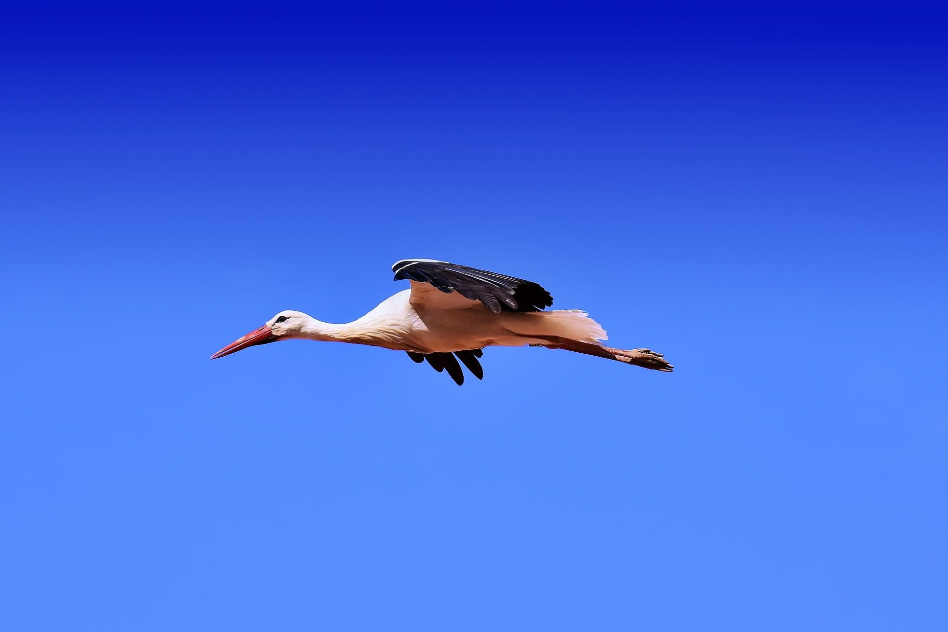 1550241852 flamingo bird flying in sky 1920 wallpaper
